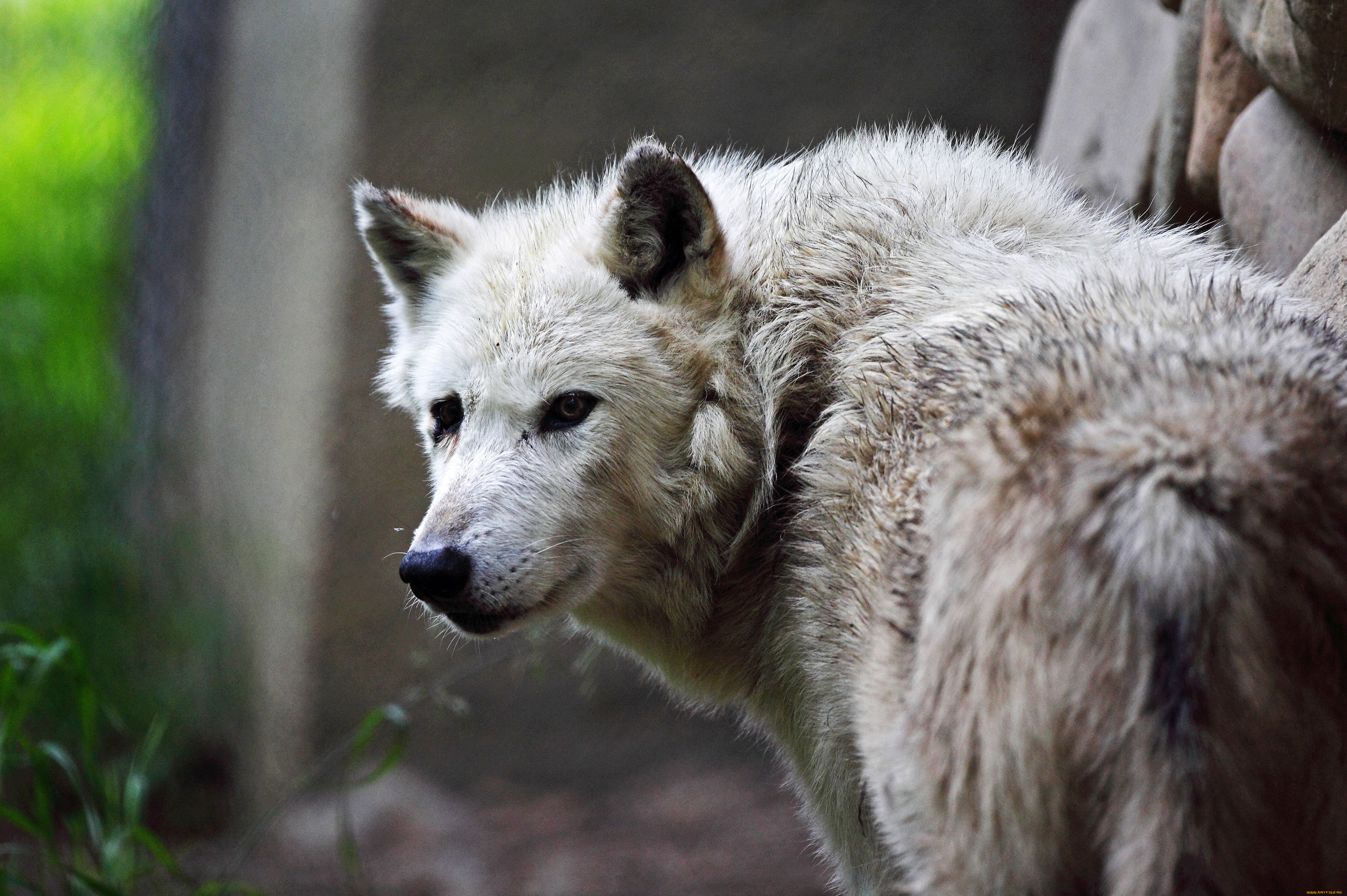 Волк альбинос фото. Фото волка оглядываться. Картинки волк красавчик. Wolf animal hair. А вовка от стыда